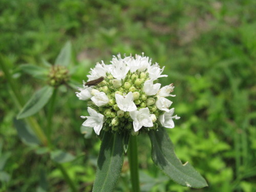 shrubby false buttonweed