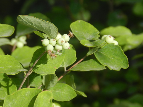 Western Snowberry