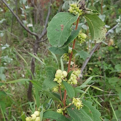 Western Snowberry