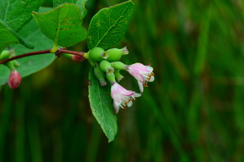 Western Snowberry