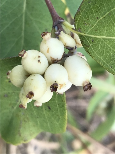 Western Snowberry