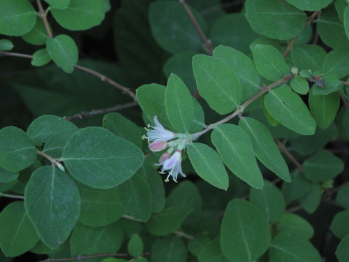 Western Snowberry