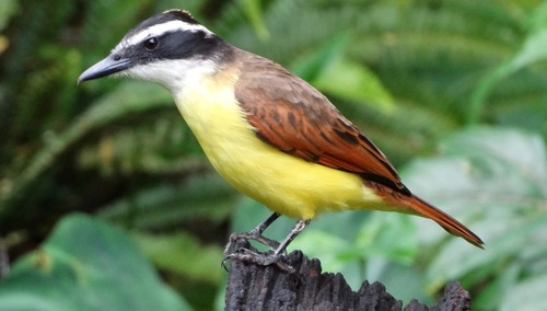 Great Kiskadee