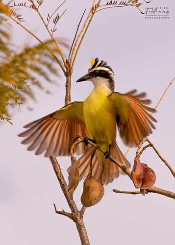 Great Kiskadee