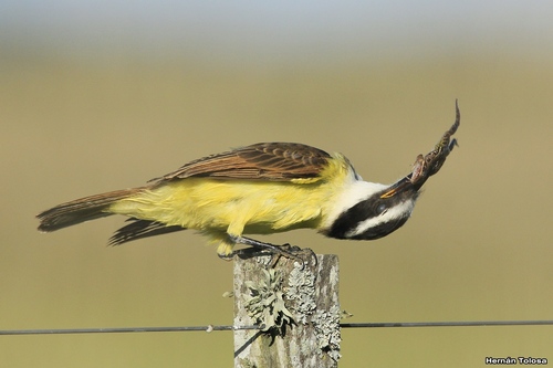Great Kiskadee
