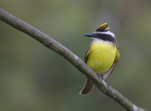 Great Kiskadee