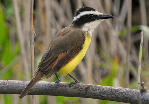 Great Kiskadee