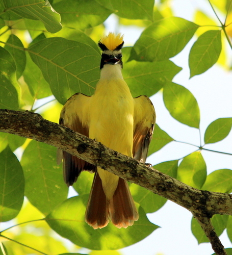 Great Kiskadee