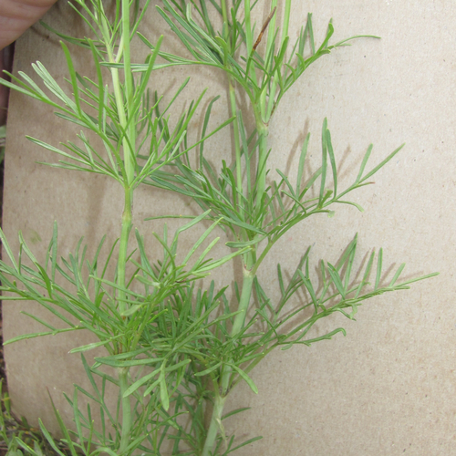 stiff greenthread