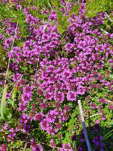 Mother of Thyme