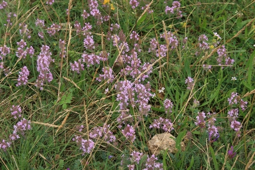 Mother of Thyme