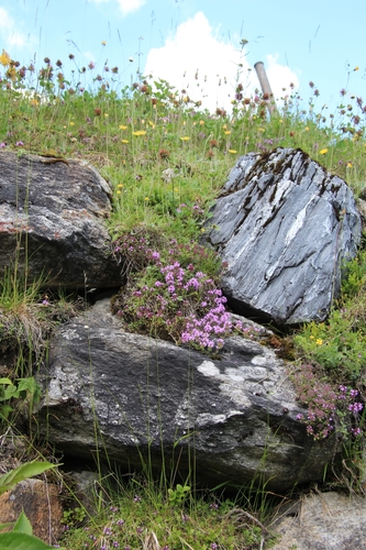 Mother of Thyme