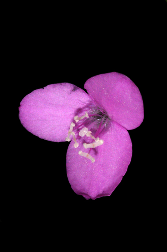 inchplant