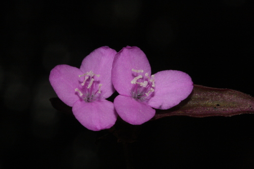 inchplant