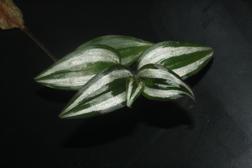 inchplant