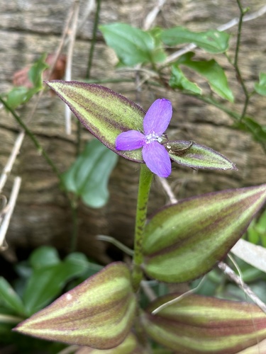 inchplant