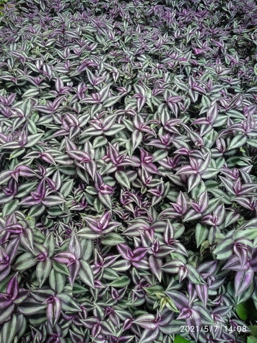inchplant