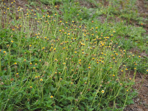 Tridax Daisy