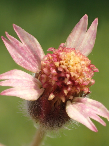 Tridax Daisy
