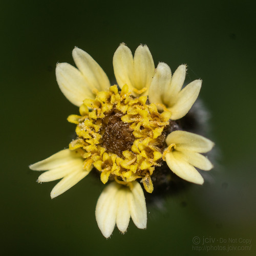 Tridax Daisy