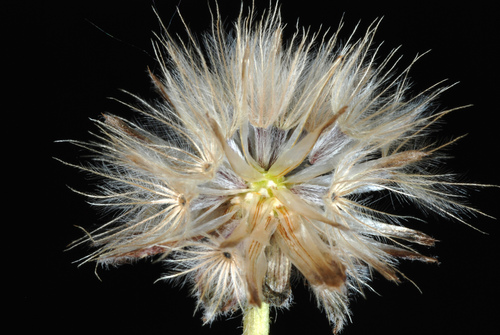 Tridax Daisy