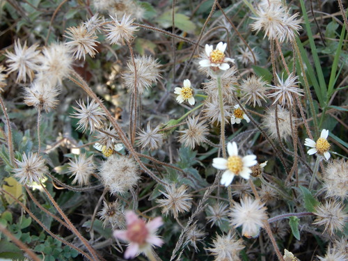 Tridax Daisy