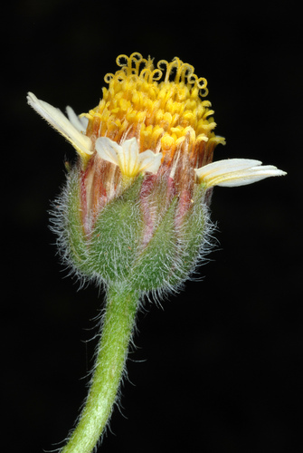 Tridax Daisy