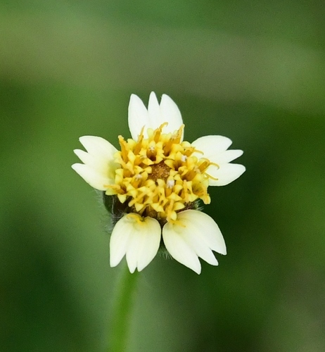 Tridax Daisy