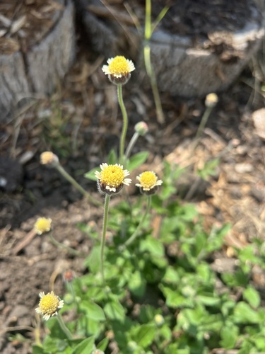 Tridax Daisy