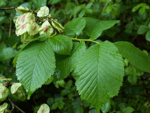 Wych Elm