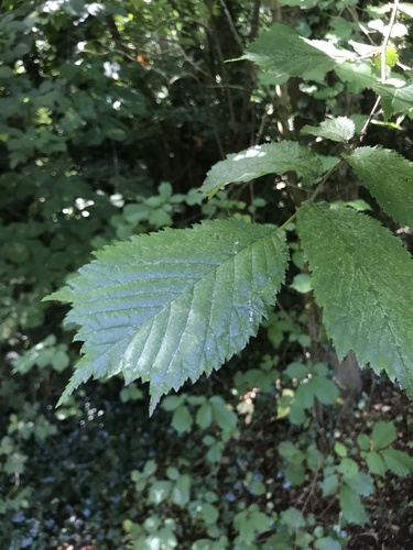Wych Elm