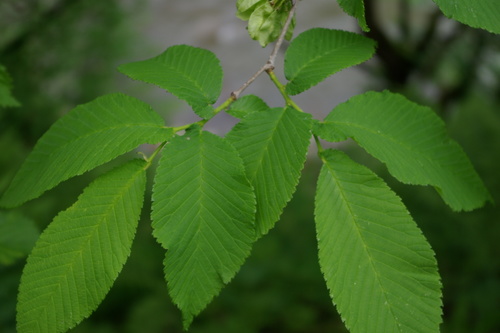 Wych Elm