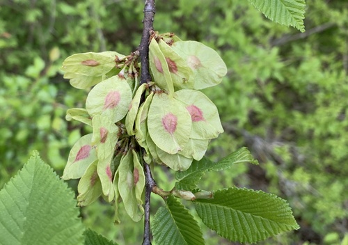 Wych Elm