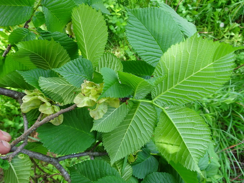 Wych Elm