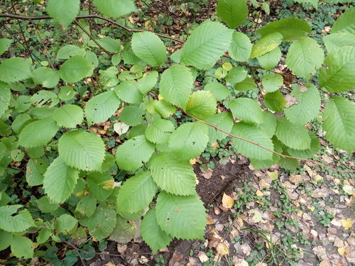 Wych Elm
