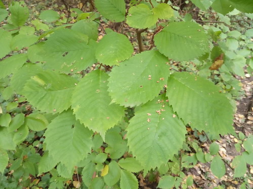 Wych Elm