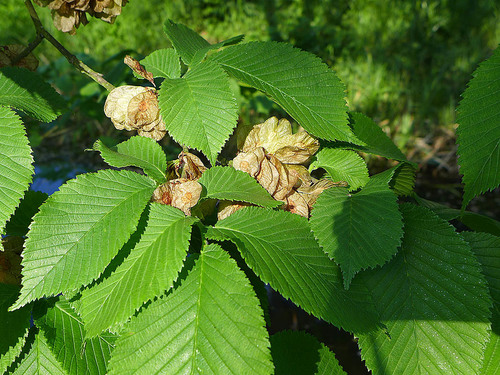 Wych Elm