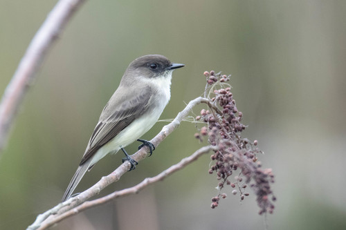 Eastern Phoebe