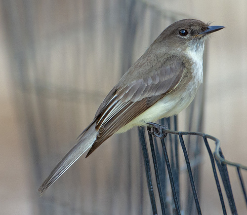 Eastern Phoebe