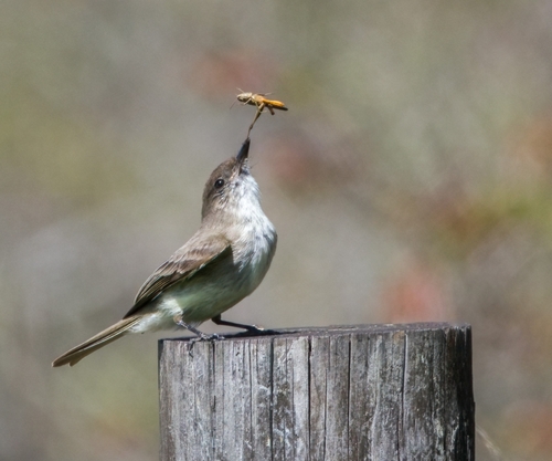 Eastern Phoebe