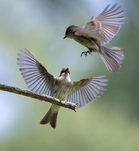 Eastern Phoebe