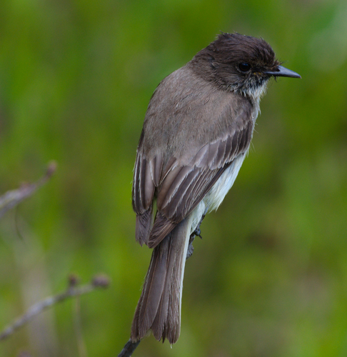 Eastern Phoebe