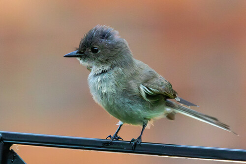 Eastern Phoebe