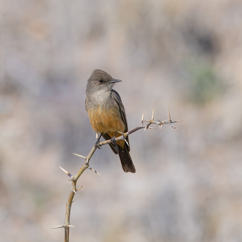 Say's Phoebe