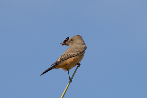 Say's Phoebe