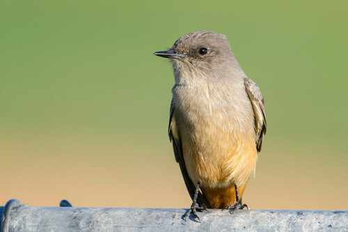Say's Phoebe