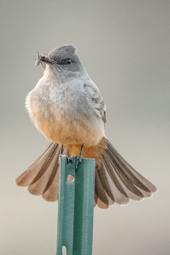 Say's Phoebe