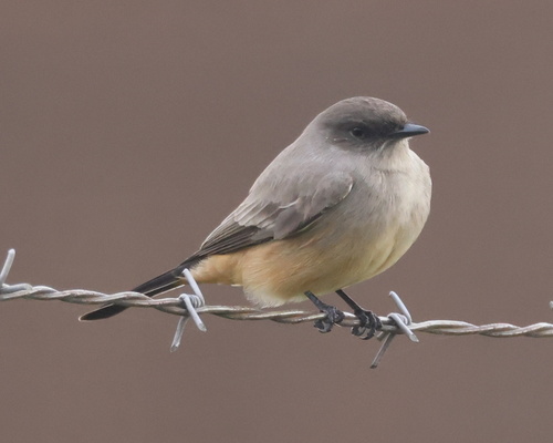Say's Phoebe