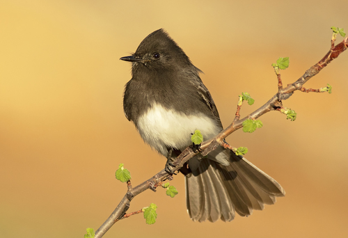 Black Phoebe