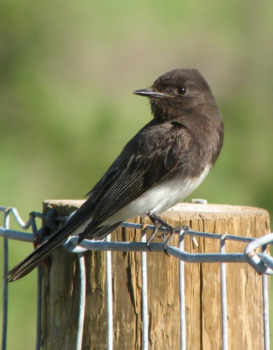 Black Phoebe